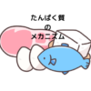 たんぱく質